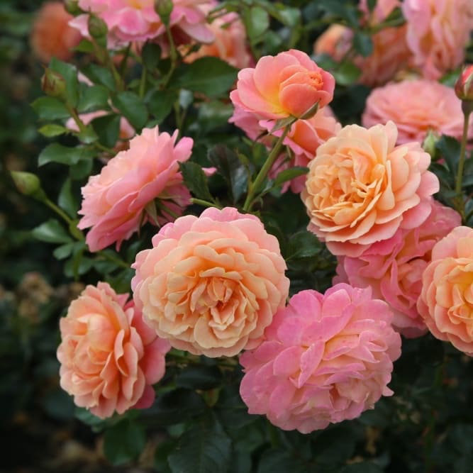 Rosa Peach Melba®