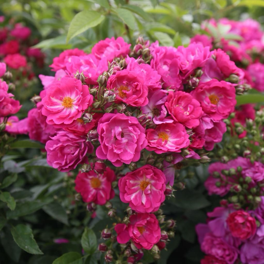 Rosa ‚Perfumy‘ Siluetta®