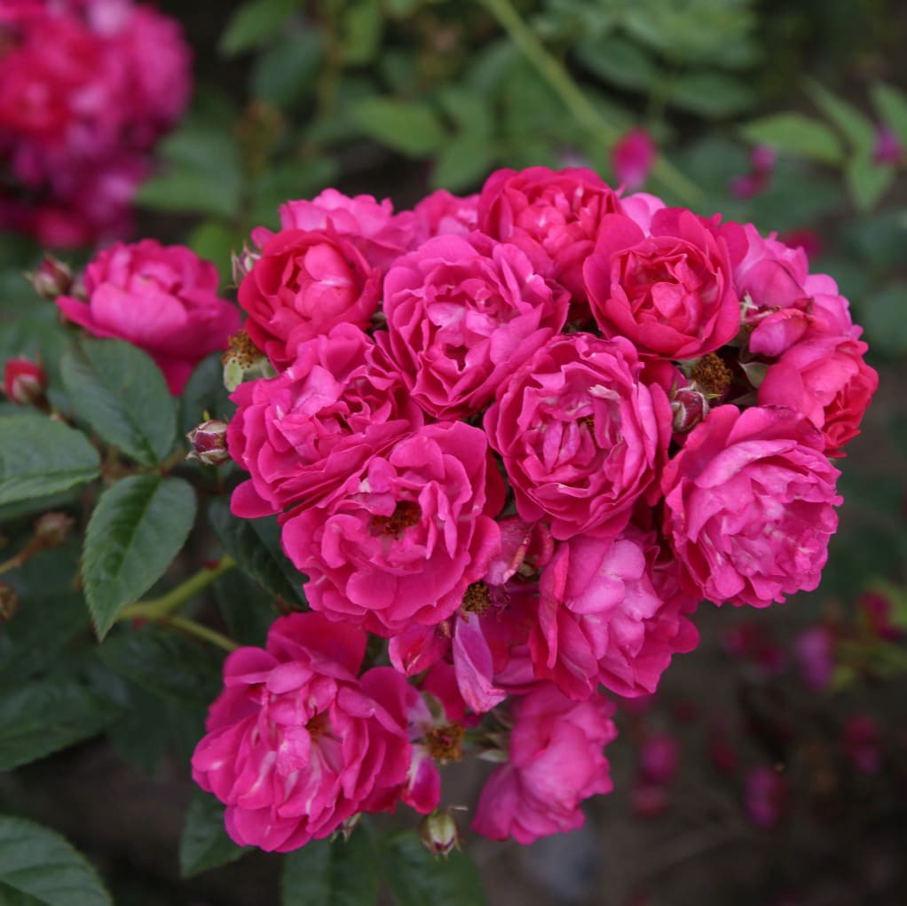 Rosa ‚Perfumy‘ Siluetta®