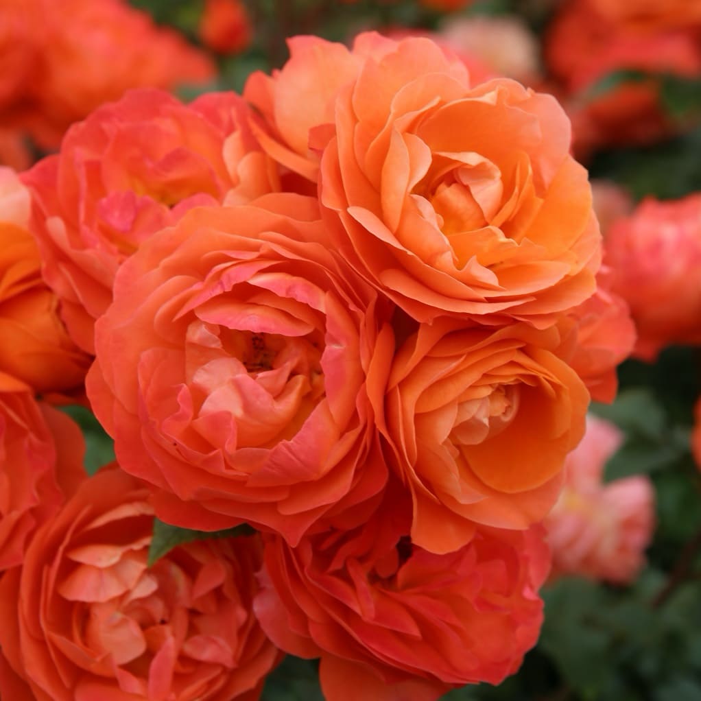 Rosa Phoenix®