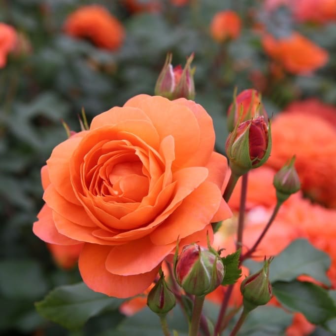 Rosa Phoenix®