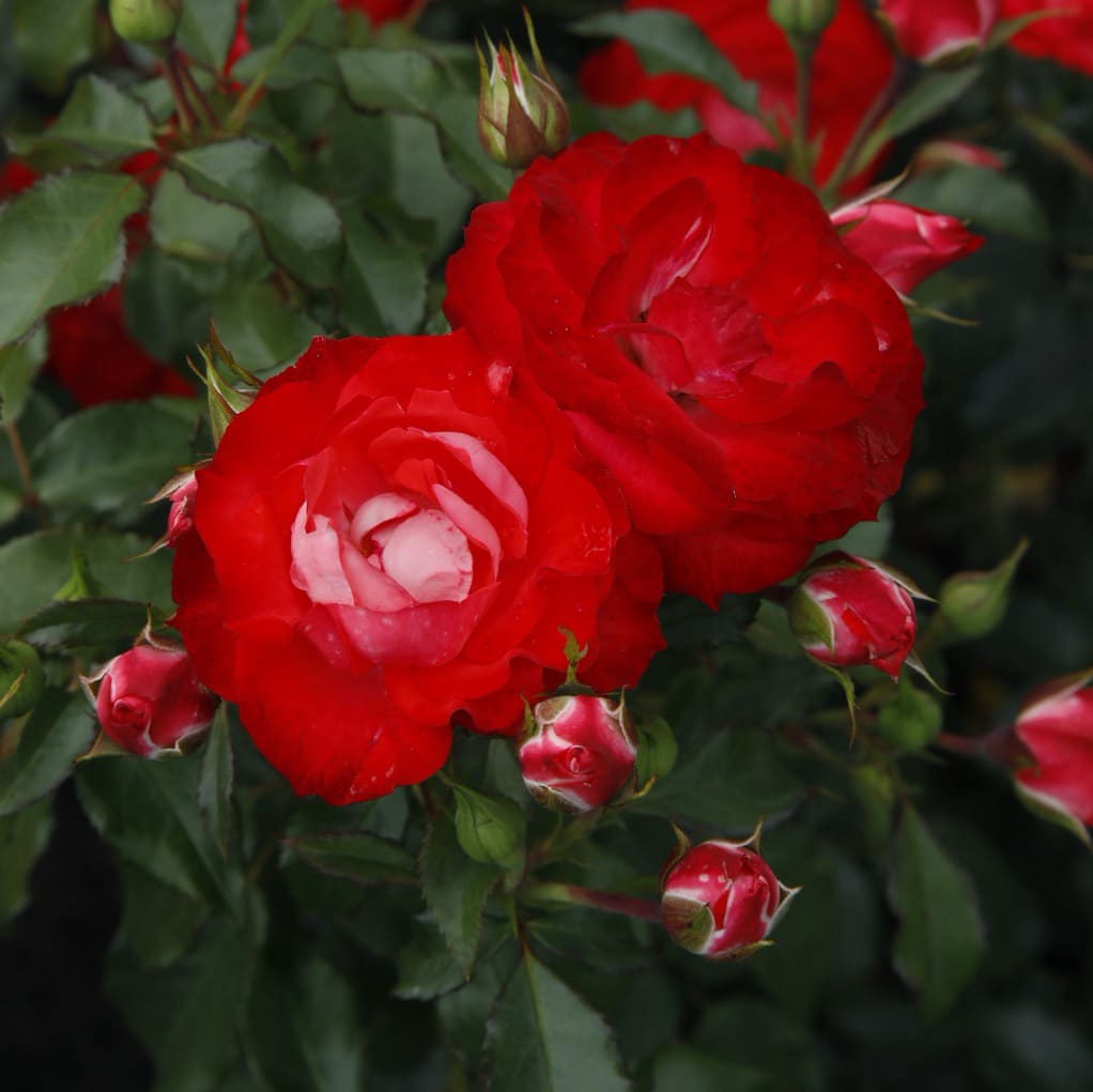 Rosa Planten un Blomen®