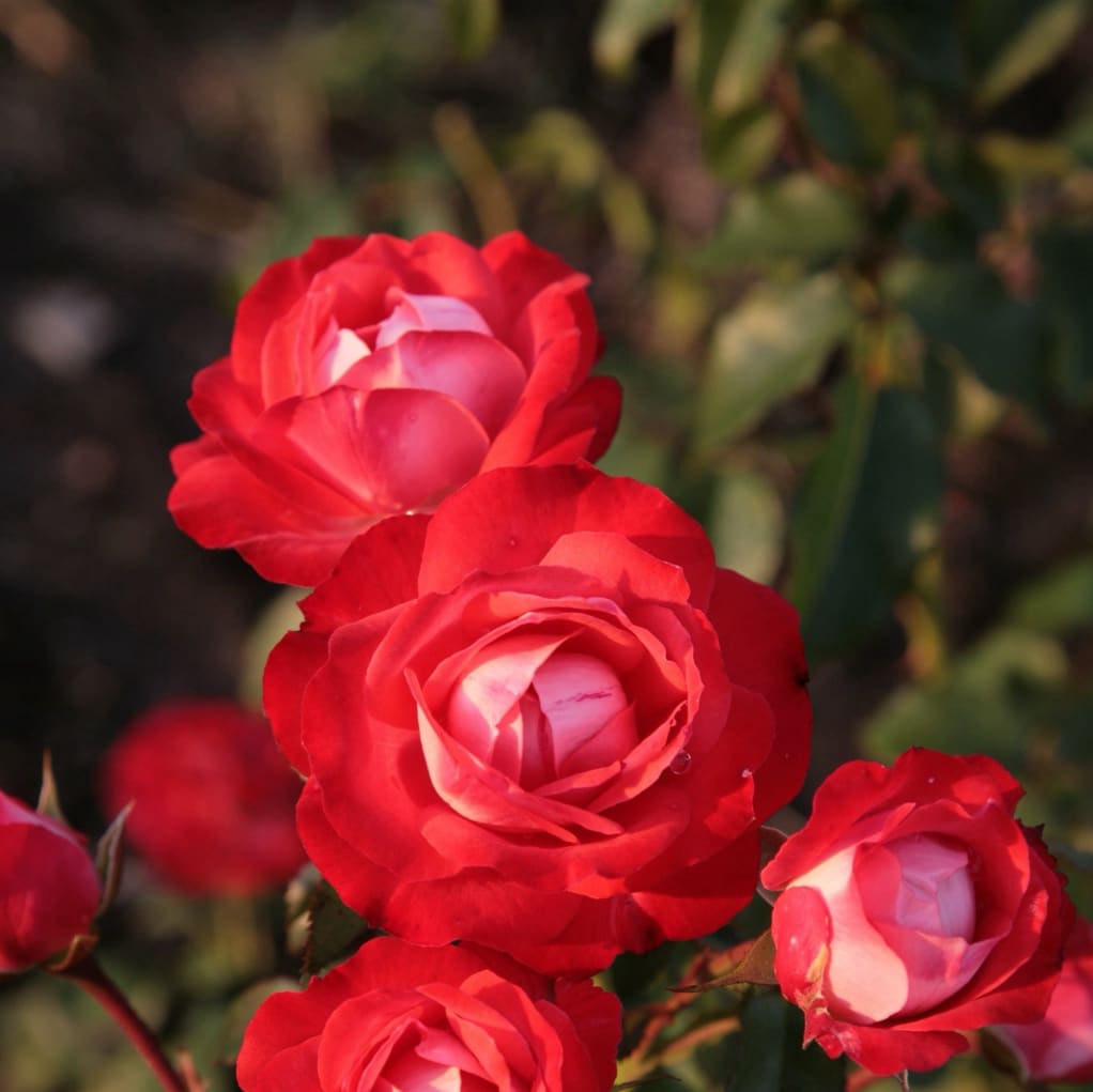 Rosa Planten un Blomen®