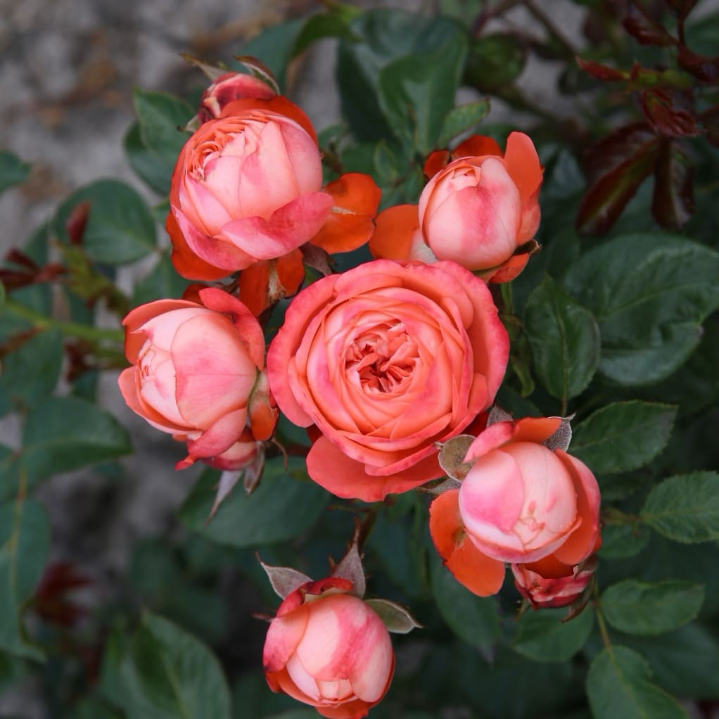 Rosa Pompeji®