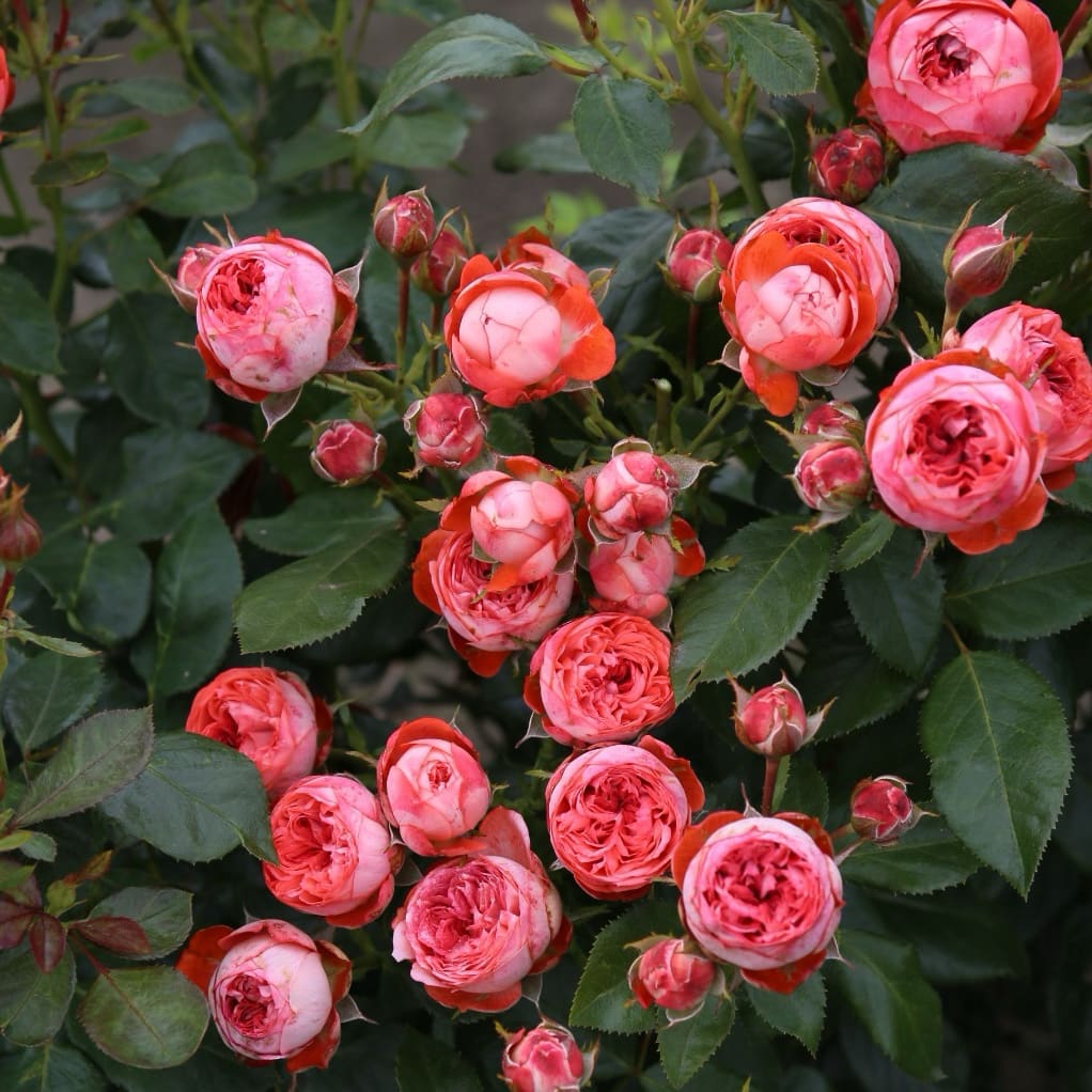 Rosa Pompeji®