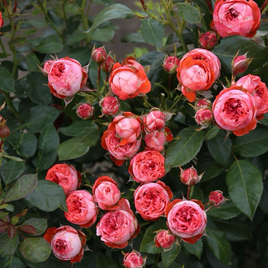 Rosa Pompeji®