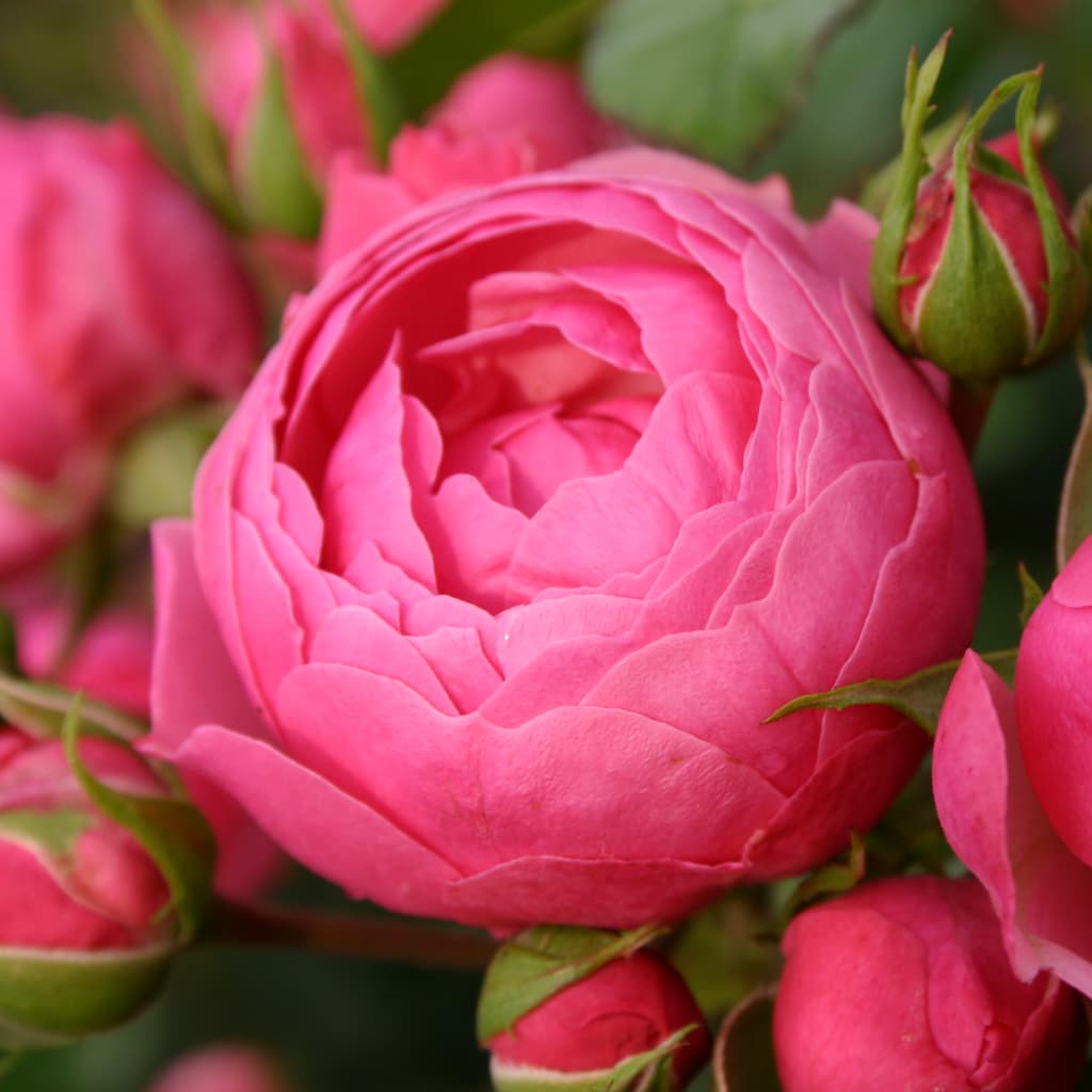 Rosa Pomponella®