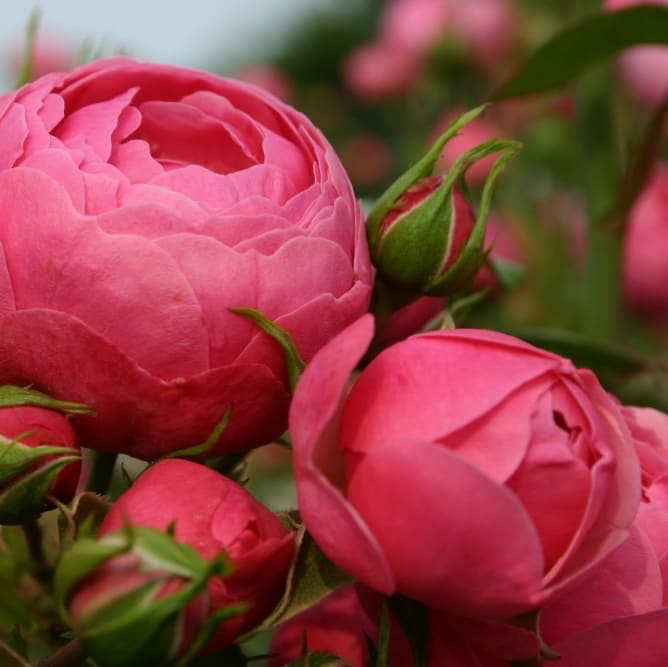 Rosa Pomponella®