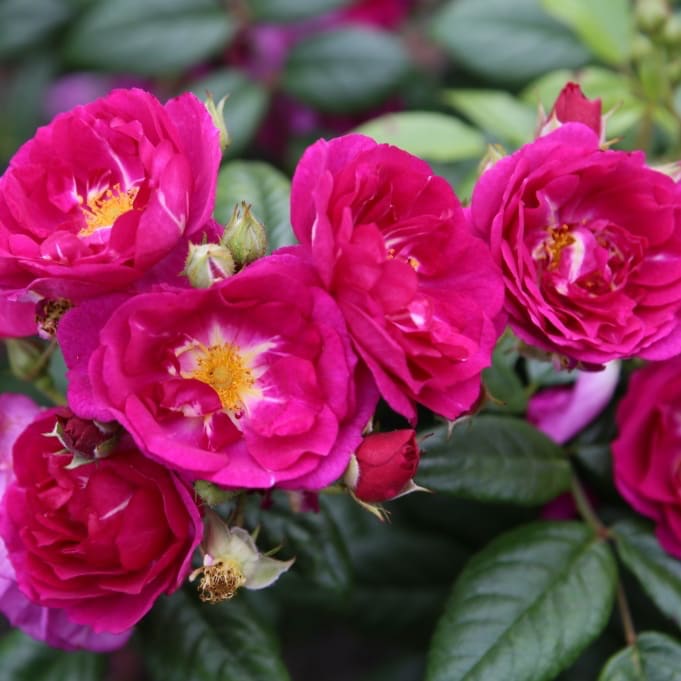 Rosa ‚Purple' Siluetta®