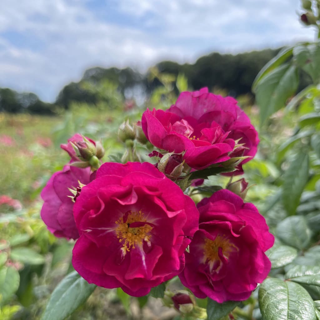 Rosa ‚Purple' Siluetta®