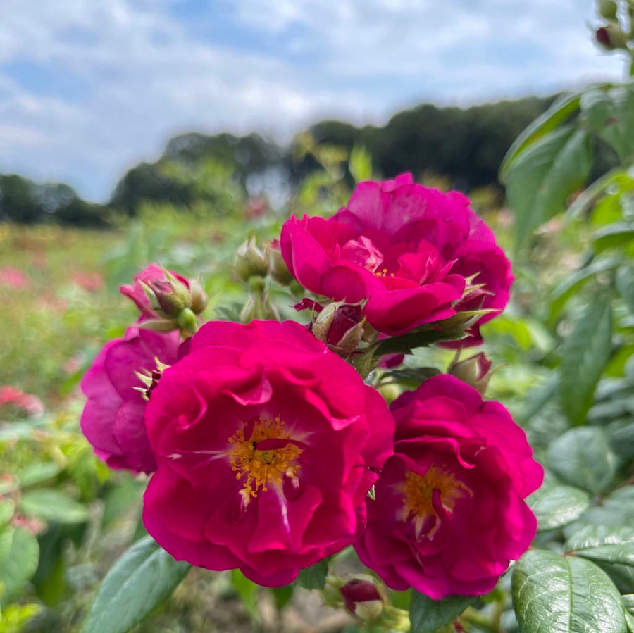 Rosa ‚Purple' Siluetta®