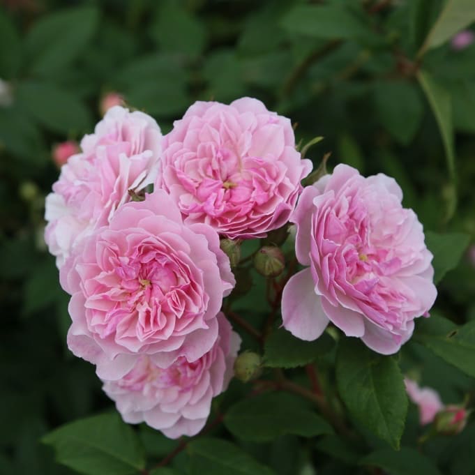 Rosa ‚Romantic‘ Siluetta®