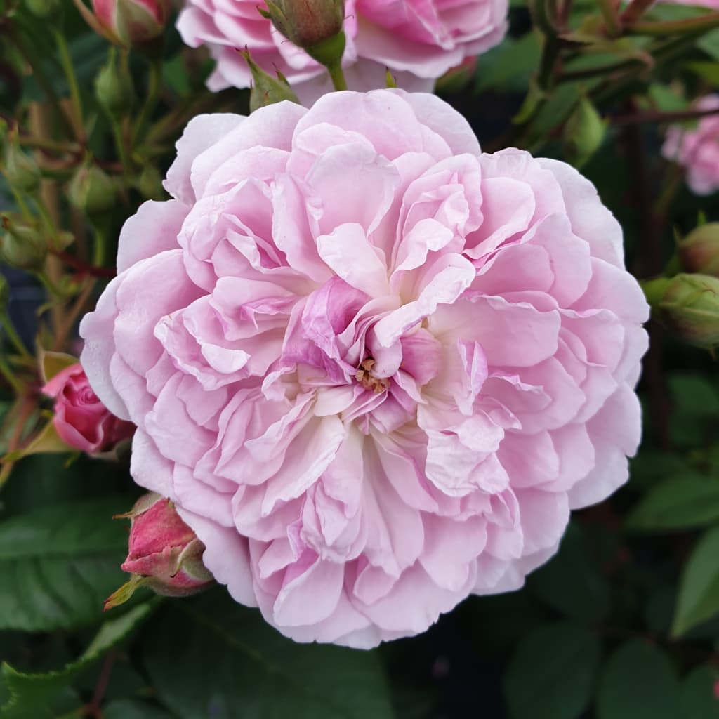 Rosa ‚Romantic‘ Siluetta®