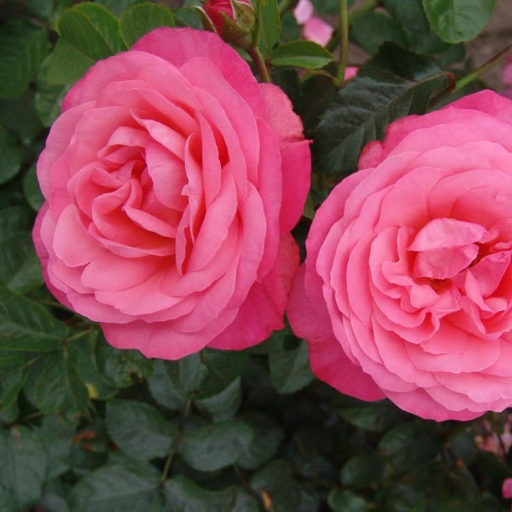 Rosa Rosanna®