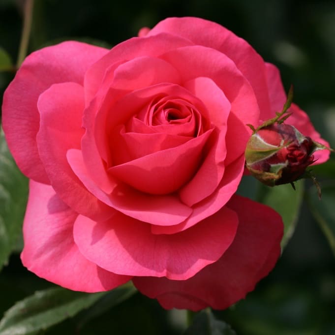 Rosa Rosanna®