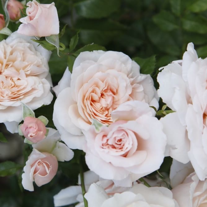 Rosa Rose de Tolbiac®