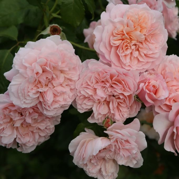 Rosa Rose de Tolbiac®