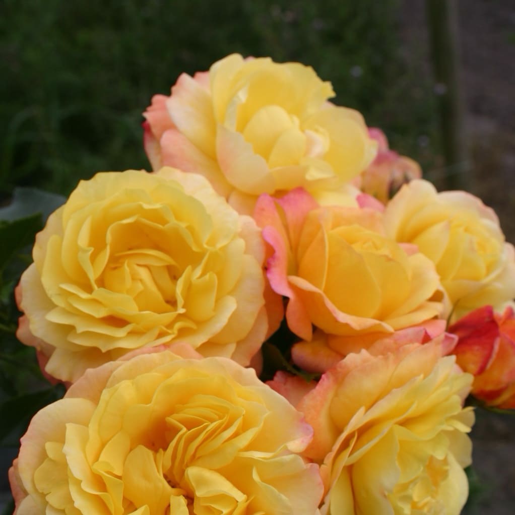 Rosa Rose der Hoffnung®