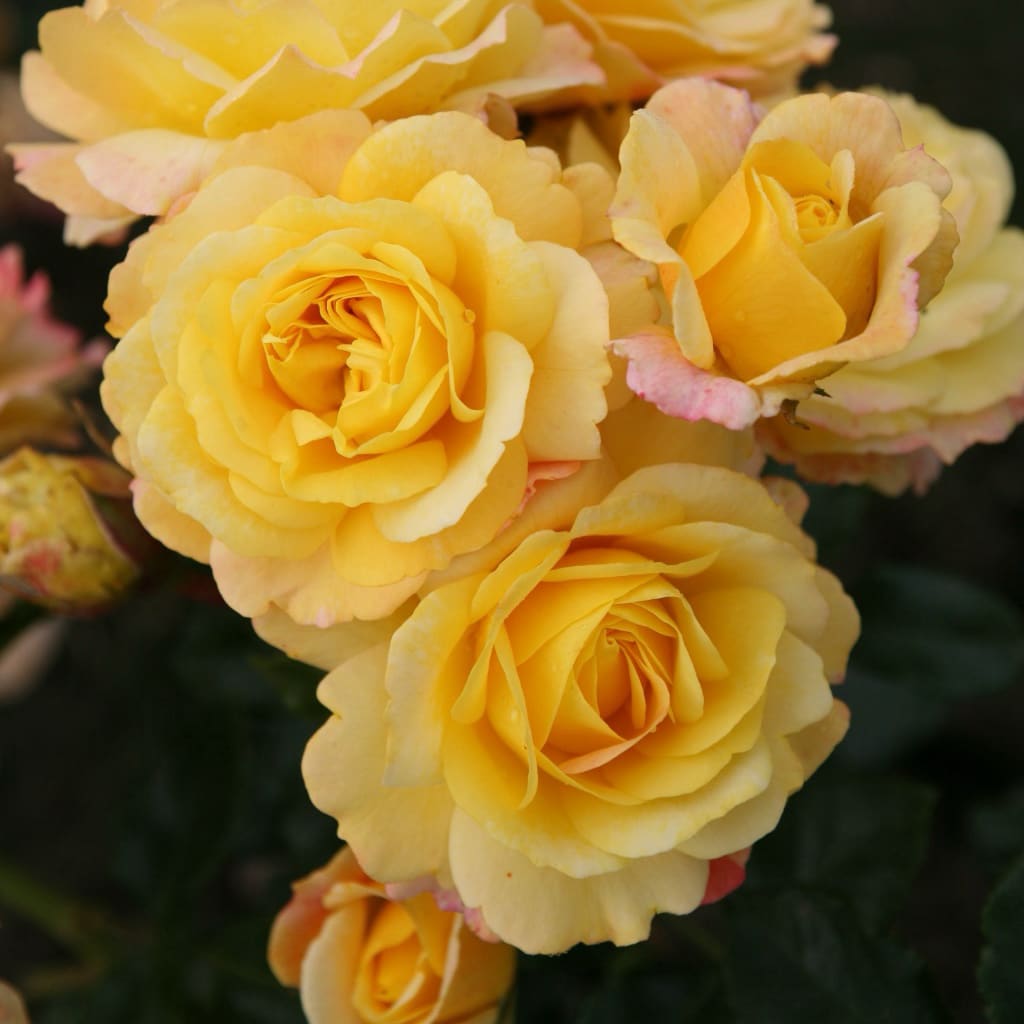 Rosa Rose der Hoffnung®