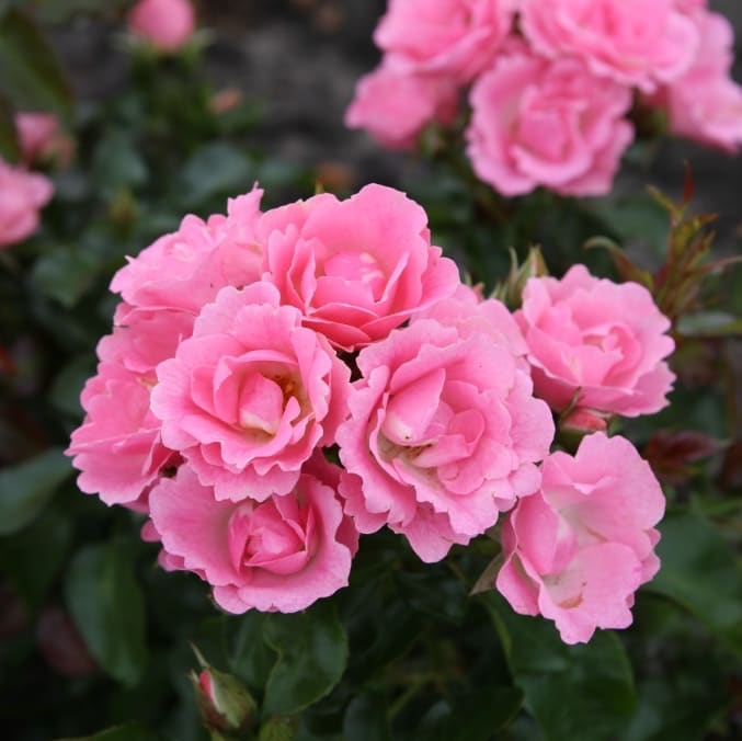 Rosa Roselina®