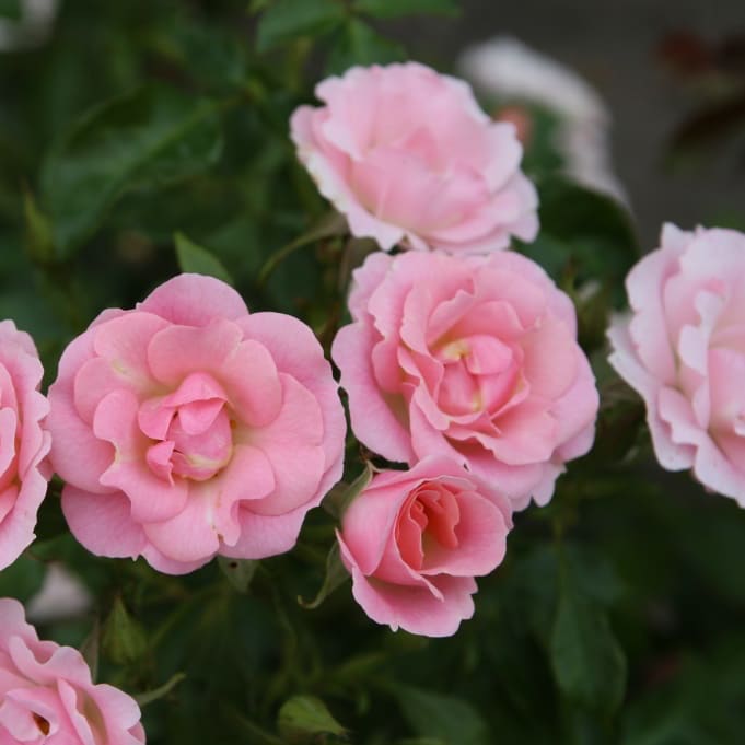 Rosa Roselina®