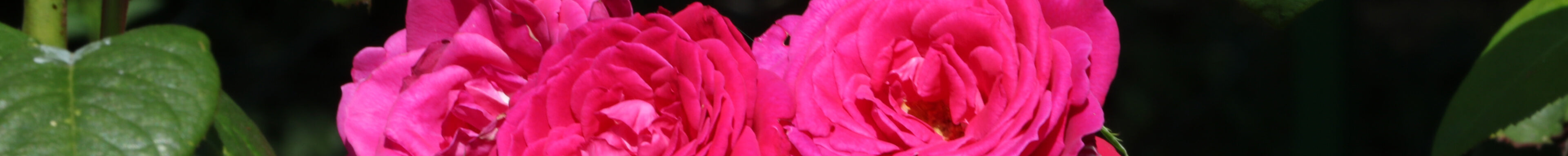Rosa Rosen