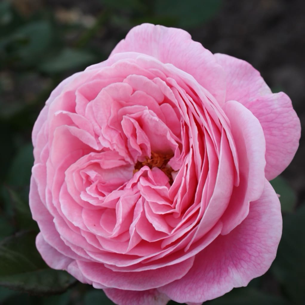 Rosa Rosengräfin Marie Henriette®