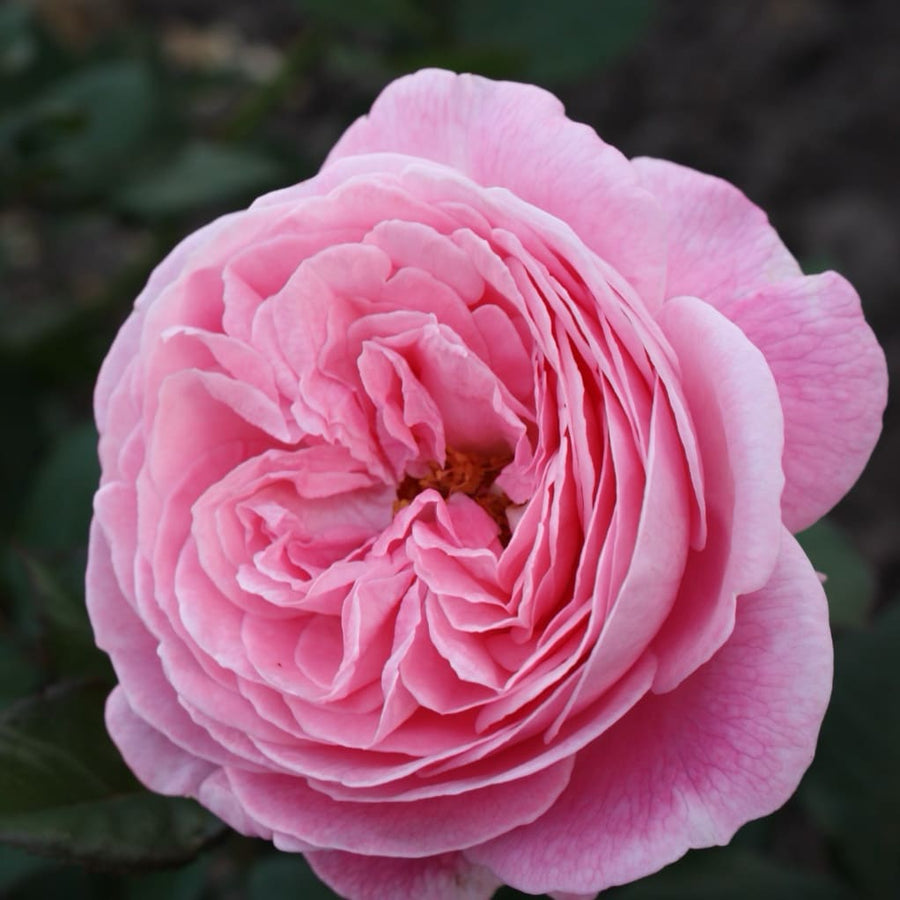Rosa Rosengräfin Marie Henriette®