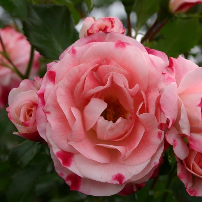 Rosa Rosenstadt Freising