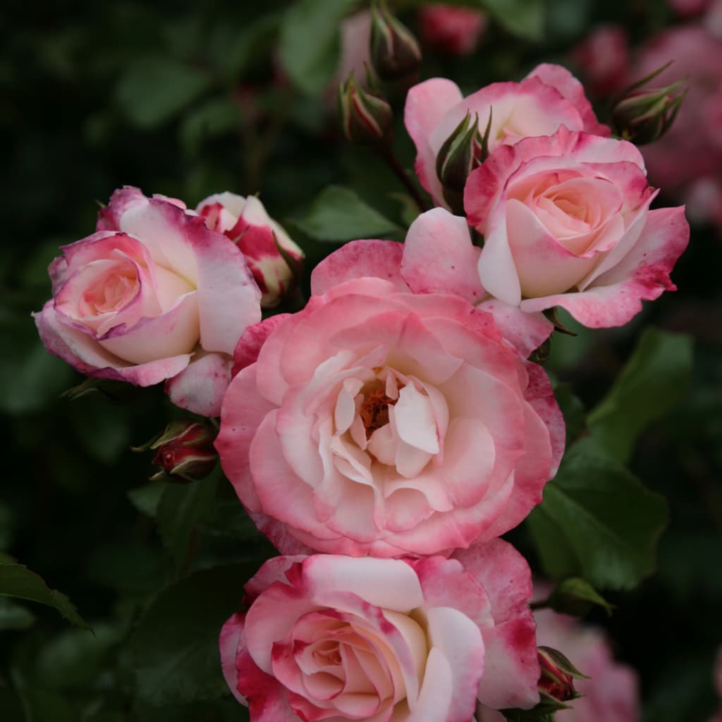 Rosa Rosenstadt Freising