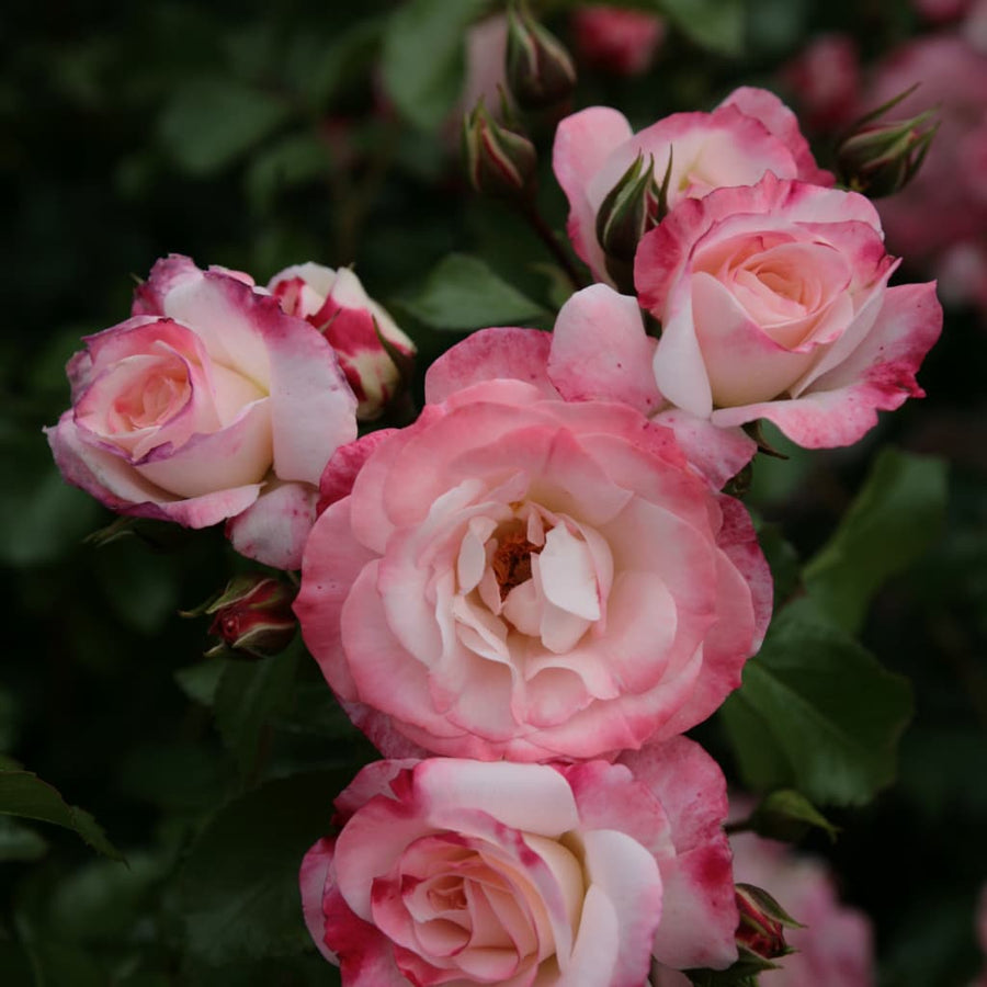 Rosa Rosenstadt Freising