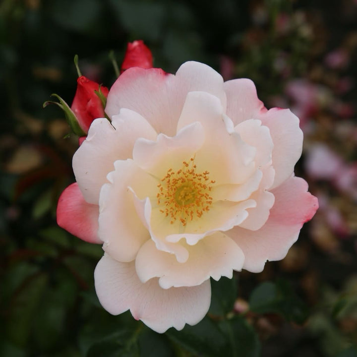Rosa Roseromantic®