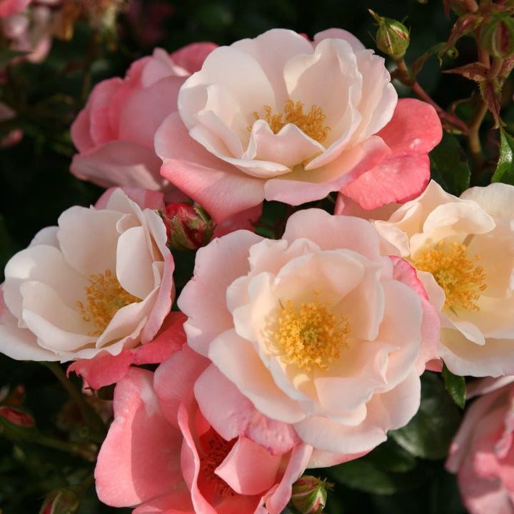 Rosa Roseromantic®