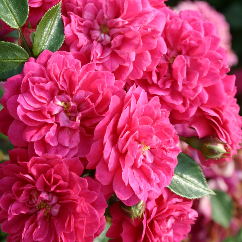 Rosa Roxy®