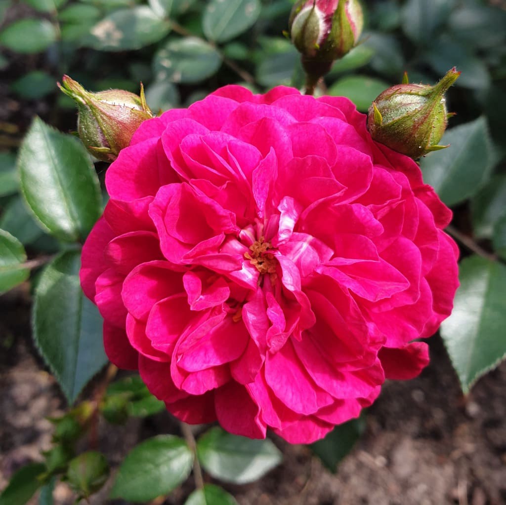 Rosa Roxy®