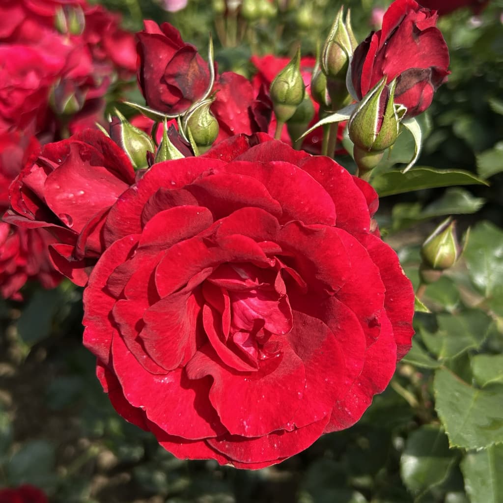Rosa Royal Red®