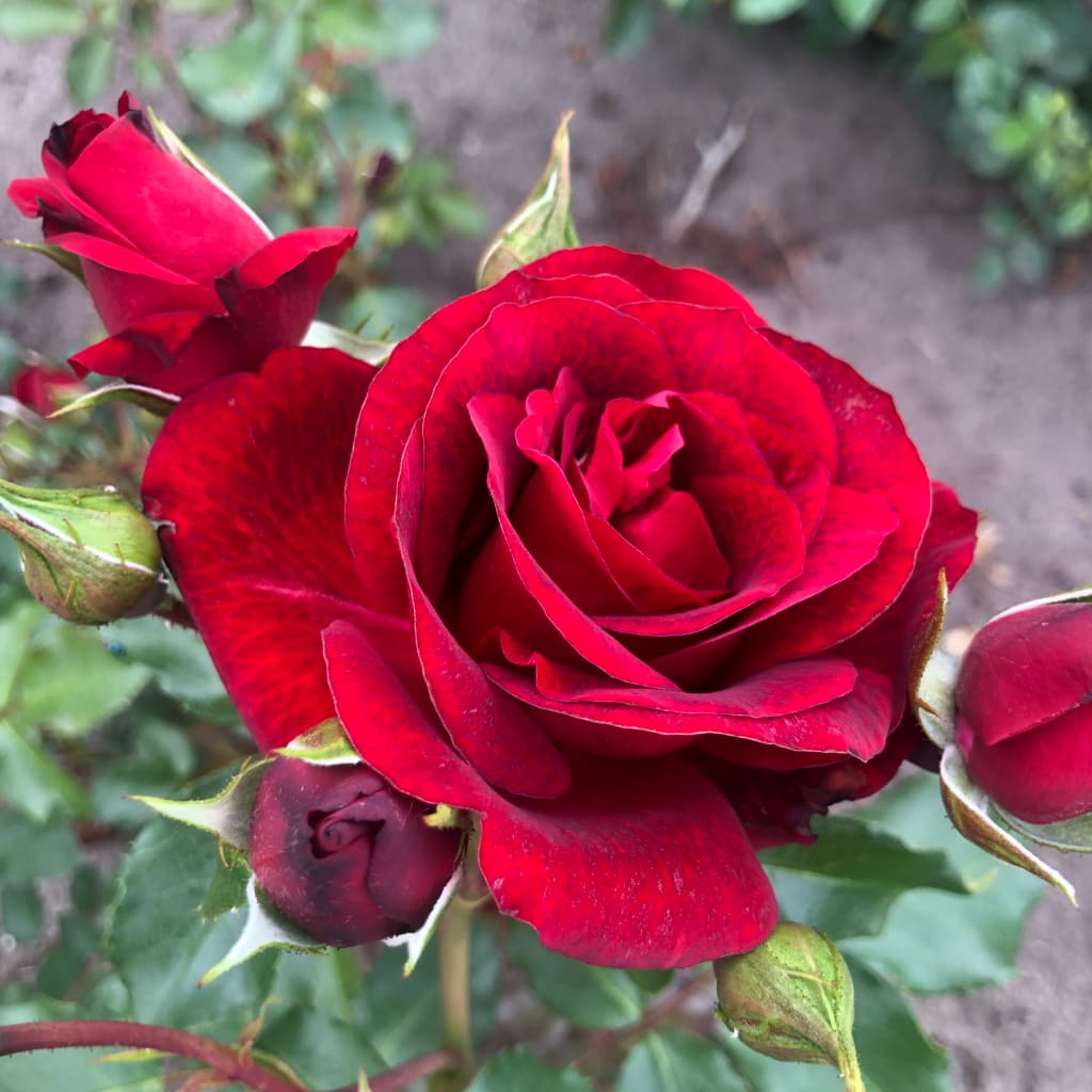 Rosa Royal Red®