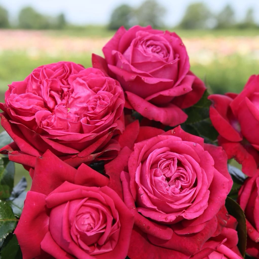 Rosa Ruby Kiss®