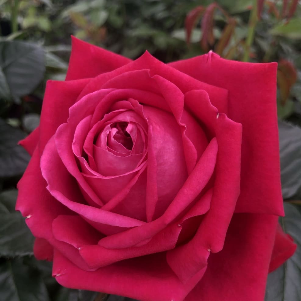 Rosa Ruby Kiss®