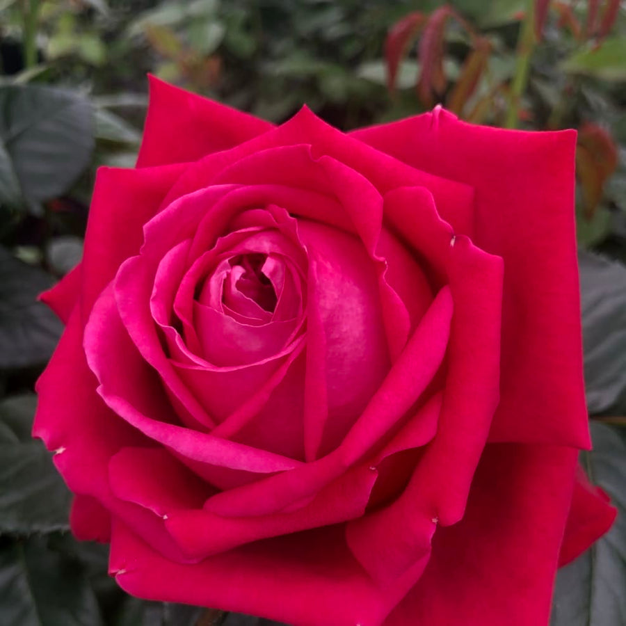 Rosa Ruby Kiss®