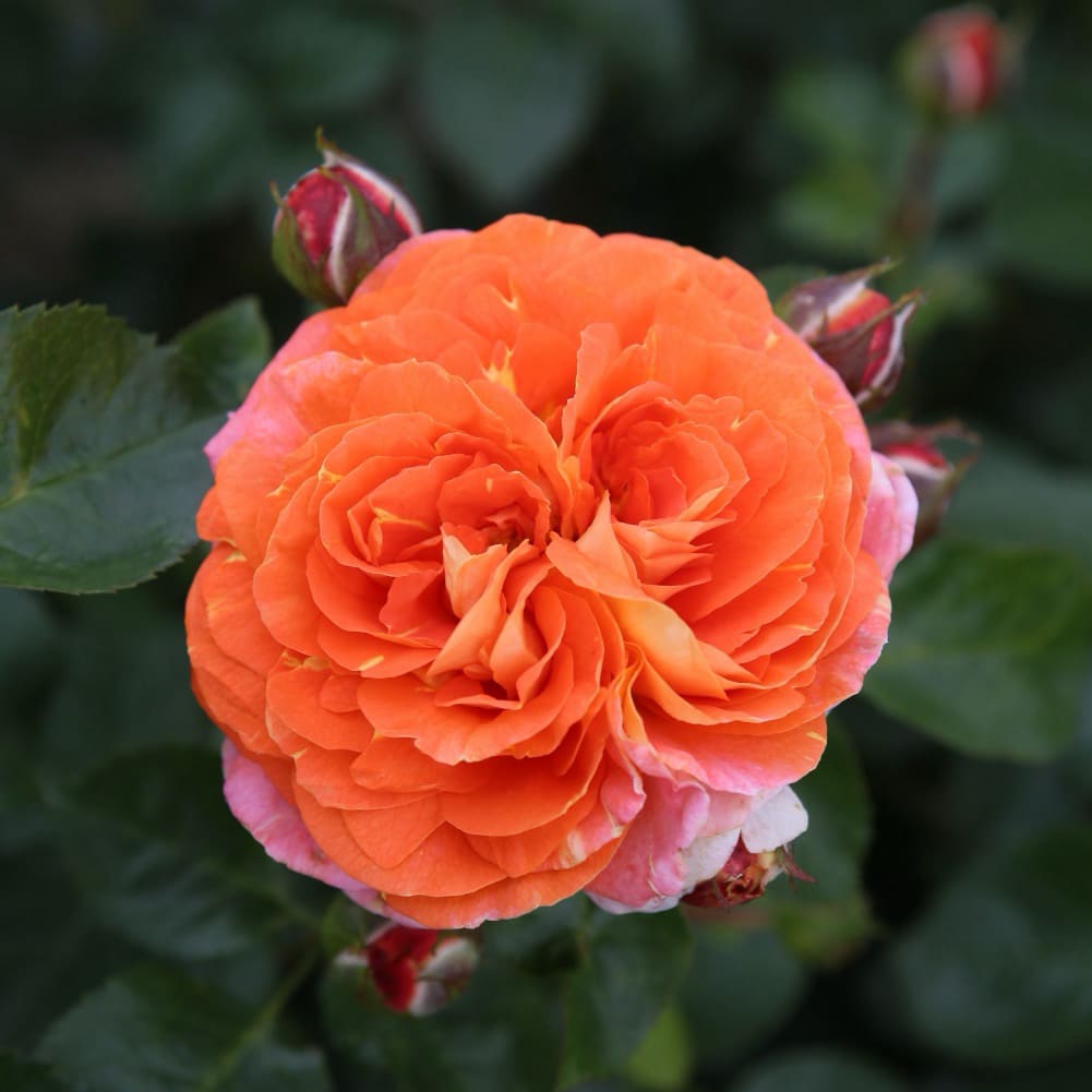 Rosa Samba®