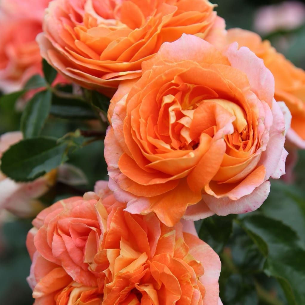 Rosa Samba®
