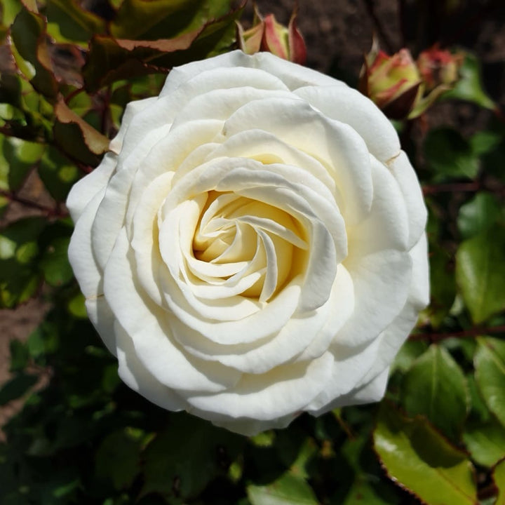 Rosa Schneeküsschen®