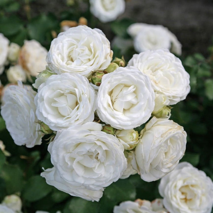 Rosa Schneeküsschen®