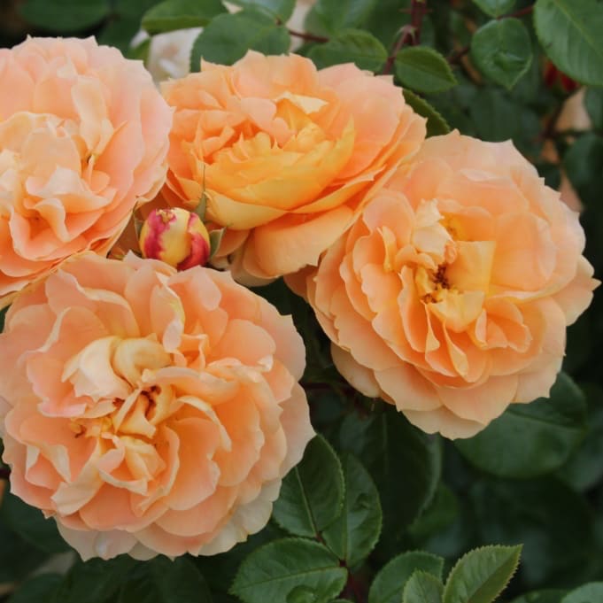 Rosa Schöne vom See