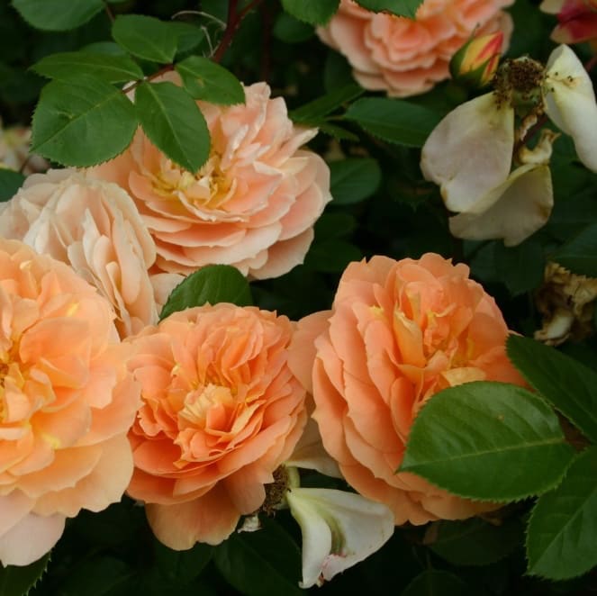 Rosa Schöne vom See