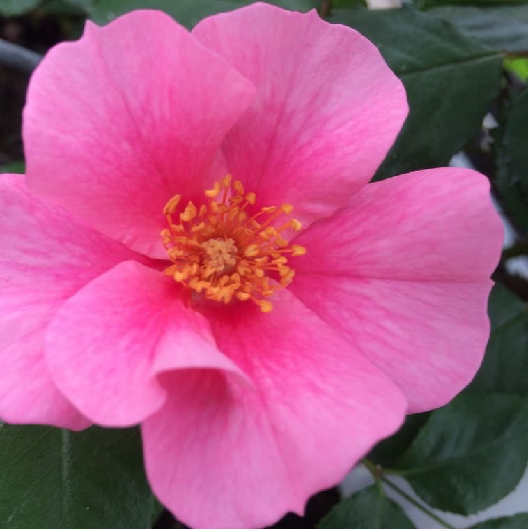 Rosa SEE YOU® in pink