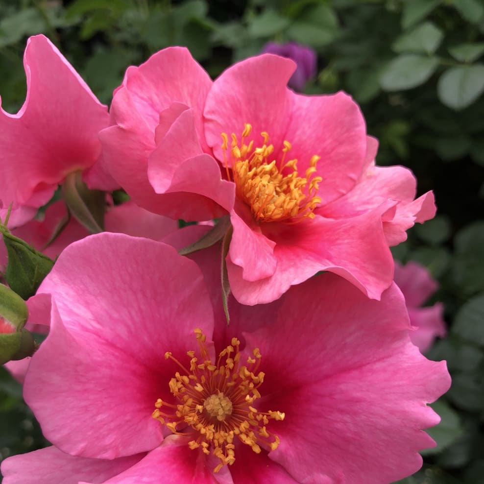 Rosa SEE YOU® in pink