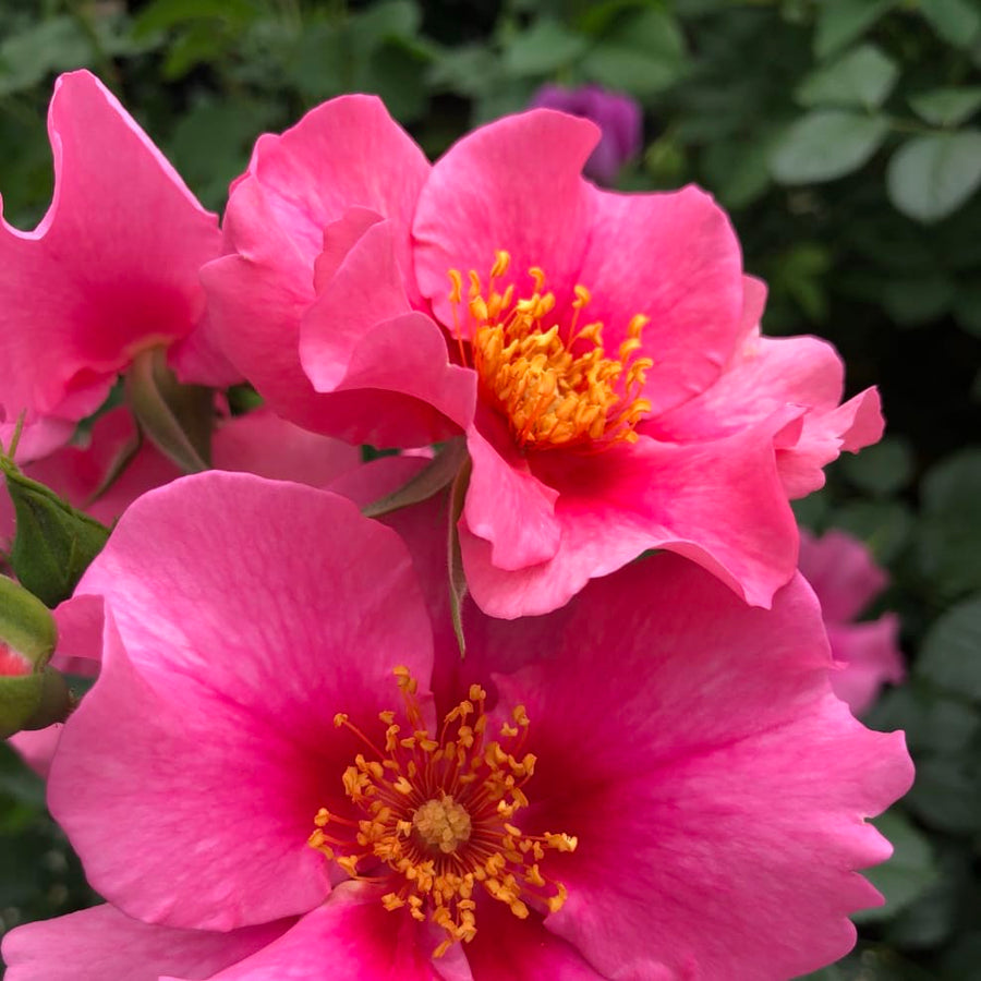 Rosa SEE YOU® in pink