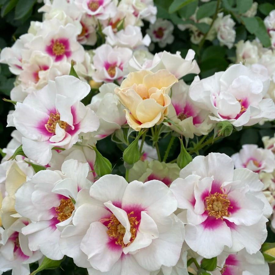 Rosa SEE YOU® in purple